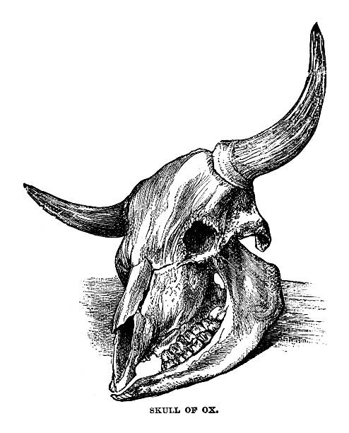 skull ox vector Clip Bull Vector Images Skull Free Art, Royalty skull ox vector Clip Bull Vector Images Skull Free Art, Royalty