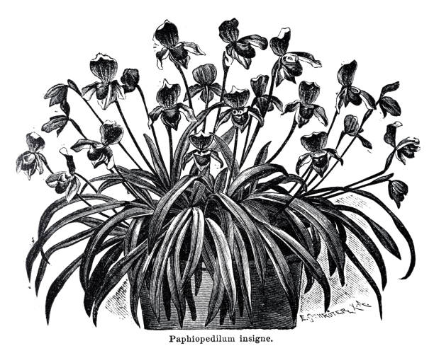 ilustrações, clipart, desenhos animados e ícones de insigne paphiopedilum, orquídea da índia - insigne