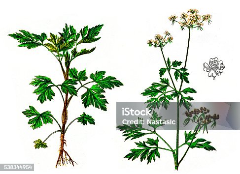 istock Parsley or garden parsley (Petroselinum crispum) 538344954