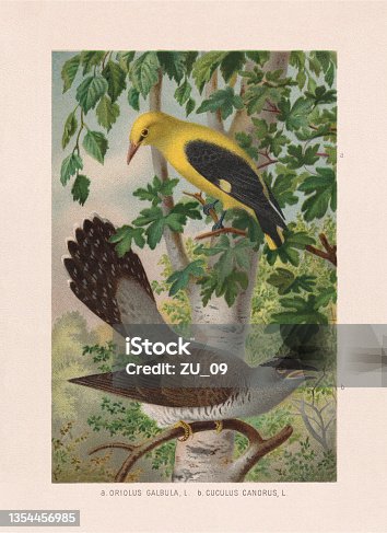 istock Passeriformes: Golden oriole and cuckoo, chromolithograph, published in 1887 1354456985