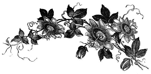 Passion Flower Line Drawing : Royalty free passion flowers silhouette clip art vector