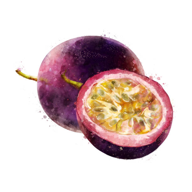 ilustrações de stock, clip art, desenhos animados e ícones de passionfruit on white background. watercolor illustration - granadilla