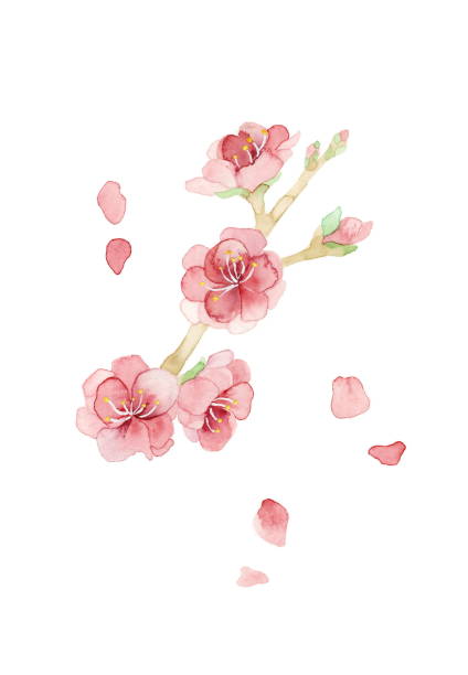 ピーチフラワー - 桃の花点のイラスト素材／クリップアート素材／マンガ素材／アイコン素材
