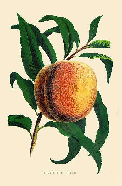 Peach illustration 1874 The New Practical Gardener, and Modern Horticulturist peach tree stock illustrations