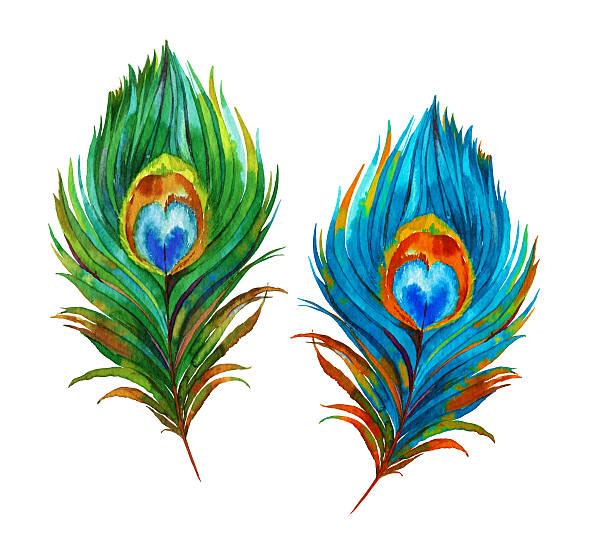 peacock-feathers-illustration-id49786794