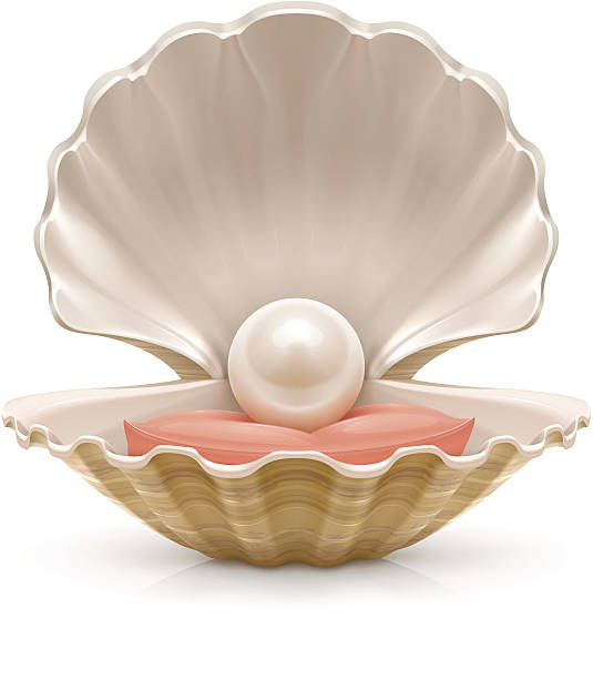 Pearl Vector illustration of a sea shell with a pearl inside. mother of pearl stock illustrations