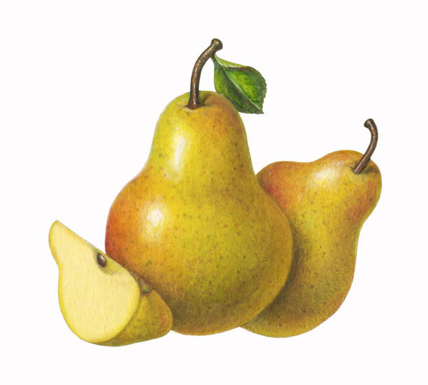 Pears and Wedge vector art illustration