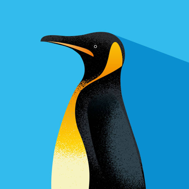 Best King Penguins Illustrations, Royalty-Free Vector Graphics & Clip ...