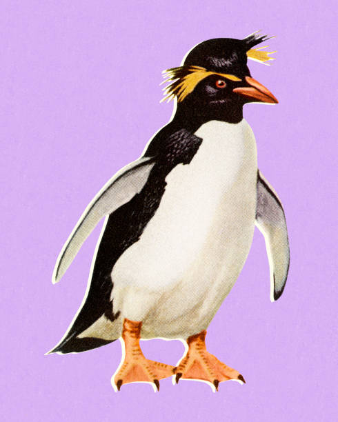 Penguin Penguin penguin photos stock illustrations