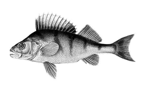 Perch Perch perch fish stock illustrations