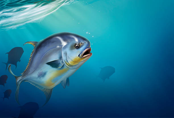 illustrazioni stock, clip art, cartoni animati e icone di tendenza di permettete pesce su trachinotus blochii bianco. - lecce
