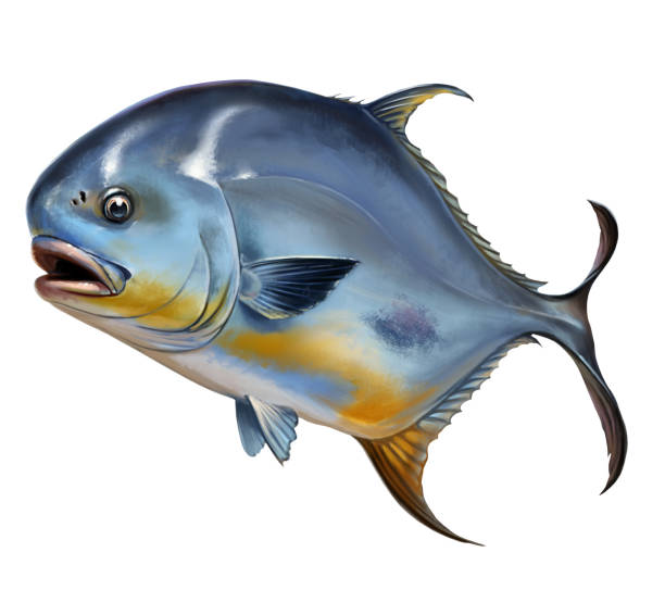 illustrazioni stock, clip art, cartoni animati e icone di tendenza di consenti il pesce round pompano su illustrazione realistica bianca. - lecce