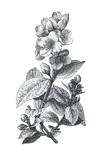 Philadelphus coronarius (sweet mock orange, English dogwood) family of the Hydrangaceae.    hand drawn engraved illustration. flowering garden plants.
