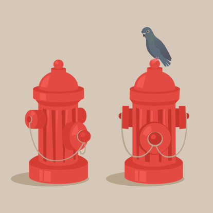 Pigeon on a fire hydrant