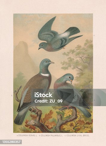 istock Pigeons: Stock dove, wood pigeon, rock dove, chromolithograph, published 1887 1355280357