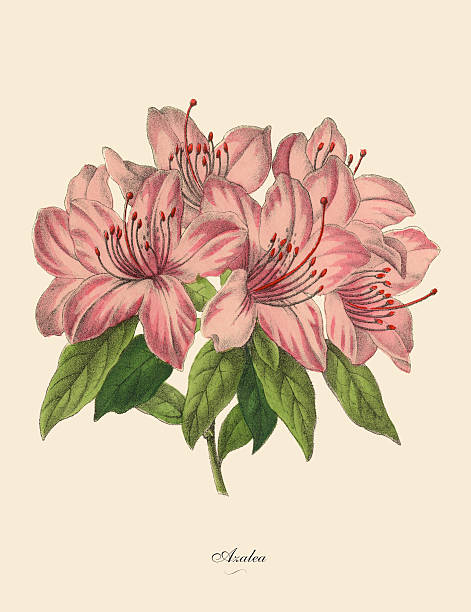 Pink Azalea Plant, Victorian Botanical Illustration Very Rare, Beautifully Illustrated Antique Engraved Victorian Botanical Illustration of Pink Azalea Plant: Plate 52, from The Book of Practical Botany in Word and Image (Lehrbuch der praktischen Pflanzenkunde in Wort und Bild), Published in 1886. Copyright has expired on this artwork. Digitally restored. azalea stock illustrations