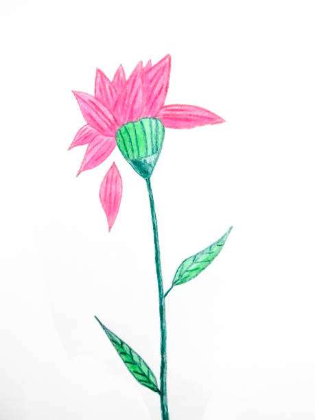 розовый цветок - buendia stock illustrations