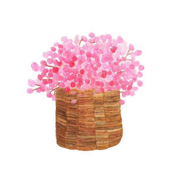 bildbanksillustrationer, clip art samt tecknat material och ikoner med rosa blommor i en korg, hand målade akvarell illustration isolerade på vit bakgrund. - red hyacinth