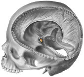 istock Pituitary Gland - Skull &amp; Brain Cutaway Revealing the Location 483800931