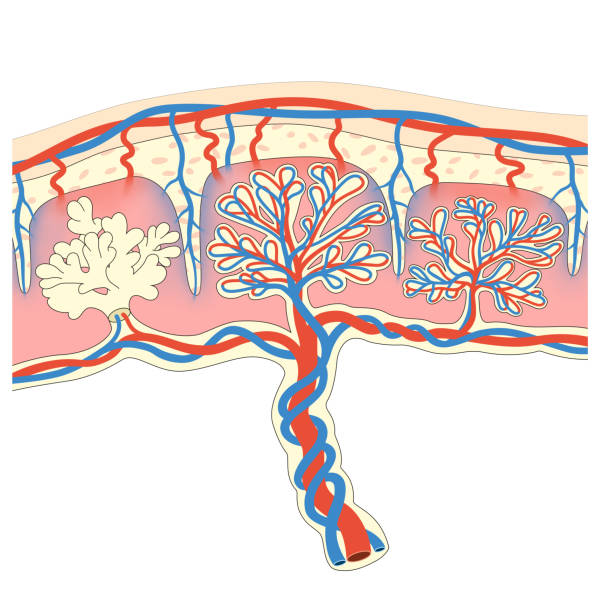 Placenta structure vector art illustration