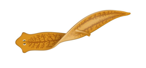 Planarian flatworm. Tricladida vector art illustration