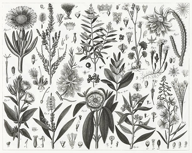 Plants Indigenous to Sandy & Rocky Soil Engraved illustrations of Plants Indigenous to Sandy or Rocky Soil, A Sandlewood and Representatives of the order Myrtales from Iconographic Encyclopedia of Science, Literature and Art, Published in 1851. Copyright has expired on this artwork. Digitally restored. cactus drawings stock illustrations