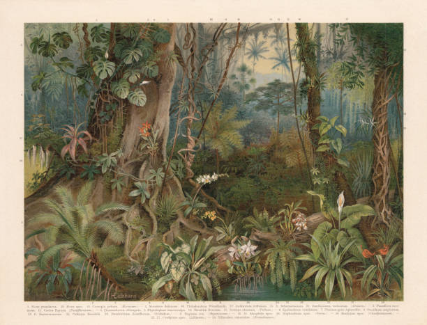 Plants of the rainforest, chromolithograph, published in 1898 Plants of the rainforest: 1) Ficus grandaeva (or Ficus macrophylla); 2) Monstera deliciosa; 3) Passiflora racemosa; 4) Chamaedorea oblongata; 5) Phytelephas macrocarpa; 6) Epidendrum vitellinum; 7) Phalaenopsis aphrodite (or Phalaenopsis amabilis); 8) Oncidium ampliatum (or Oncidium sphacelatum); 9) Begonia rex; 10) Philodendron Wendlandii; 11-12) Alsophila dealbata; 13) Cecropia peltata; 14) Mauritia flexuosa; 15) Euterpe oleracea (or Açaí palm); 16) Bauhinia (Caesalpinioideae); 17) Carica papaya (Passifloraceae); 18) Ficus tree; 19) Oncidium Harrisonianum; 20) Anthurium reflexum, 21) Xanthosoma violaceum (or Xanthosoma sagittifolium); 22 + 27) Cordyline; 23) Anthurium scherzerianum; 24) Nephrodium (or Nephrolepis cordifolia); 25) Cattleya mendelii; 26) Dendrobium densiflorum; 28) Tillandsia usneoides. Chromolithograph, published in 1898. moss stock illustrations