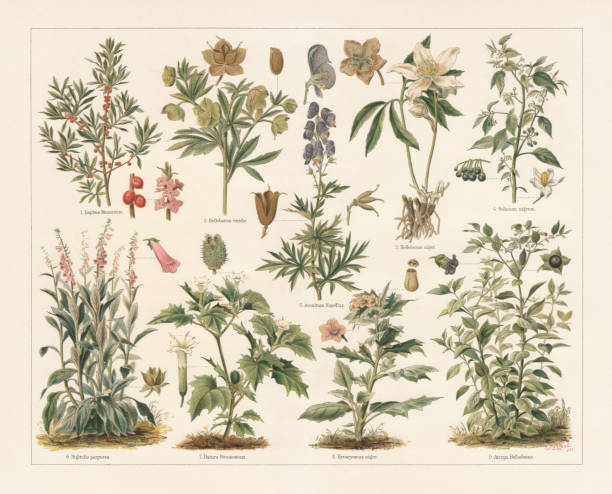 Poisonous plants, lithograph, published in 1897 Poisonous plants: 1) February daphne (Daphne mezereum) with fruits and blossoms; 2) Green hellebore (Helleborus viridis) with fruit and seed; 3) Christmas rose (Helleborus niger) with opened fruits; 4) European black nightshade (Solanum nigrum) with fruits and blossom; 5) Monk's-hood (Aconitum napellus) with opened and closed fruits, and blossom (cross section); 6) Foxglove (Digitalis purpurea) with blossom and fruit; 7) Jimsonweed (Datura Stramonium) with blossom and fruit; 8) Henbane (Hyoscyamus niger) with blossom and fruit with opened lid; 9) Deadly nightshade (Atropa belladonna) with blossom and fruit. Lithograph after Paul Behrend (German agricultural chemist, 1853 - 1905), published in 1897. angel's trumpet flower stock illustrations