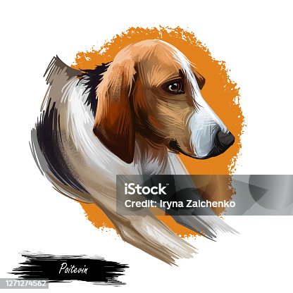 istock Poitevin dog portrait isolated on white. Digital art illustration of hand drawn for web, t-shirt print and puppy cover design, clipart. Chien de Haut-Poitou, breed of dog used in hunting scenthound. 1271274562