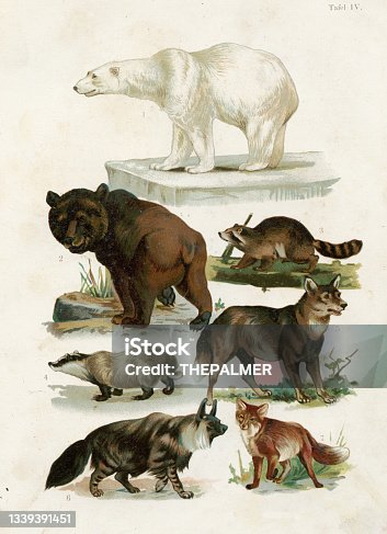 istock Polar bear, Brown bear, Racoon, Hyena, Red Fox, Wolf chromolithograph illustration 1891 1339391451