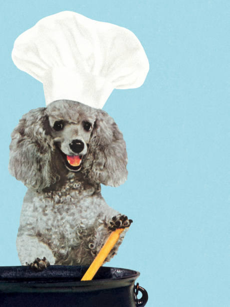 Poodle Wearing Chef's Hat and Stirring Pot Poodle Wearing Chef's Hat and Stirring Pot animal photography stock illustrations