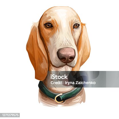 istock Porcelaine dog portrait isolated on white. Digital art illustration of hand drawn dog for web, t-shirt print and puppy food cover design. French scent hounds. Chien de Franche-Comte, pet shop. 1271279575