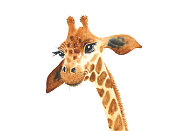 istock A poster with a baby giraffe. Watercolor giraffe animal illustration isolated in white background. 1354161245