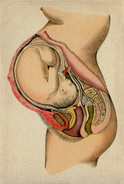 Pregnancy Pregnancy - Scanned 1892 Engraving pregnant drawings stock illustrations