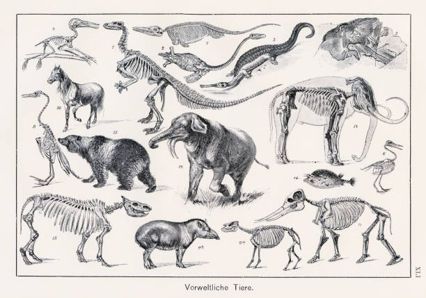 Prehistoric Animals Chromolithography 1899 F. Martin's Natural History. Large edition. Revised by M. Kohler, 1899 mastodon animal stock illustrations