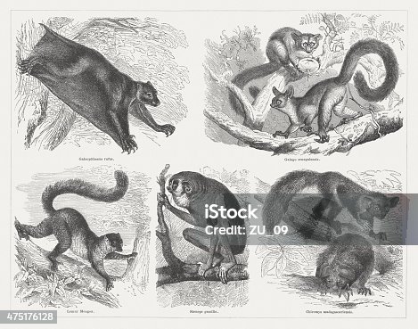 istock Prosimians, wood engraving, published in 1876 475176128