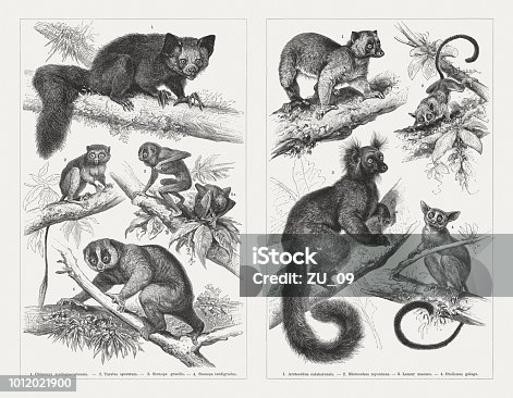 istock Prosimians, wood engravings, published in 1897 1012021900