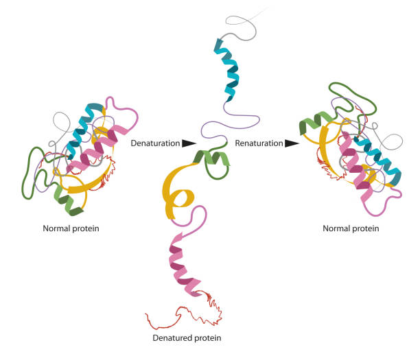 Protein structure vector art illustration