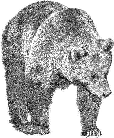 Prowling Bear