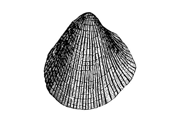 illustrations, cliparts, dessins animés et icônes de fossile de moule de speluncaria de pseudomonotis - bulots