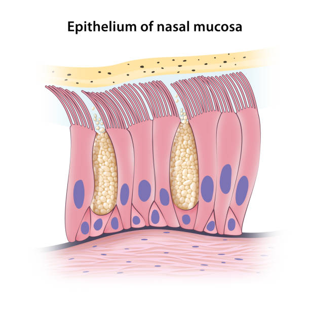 Pseudostratified columnar epithelium of nasal mucosa vector art illustration
