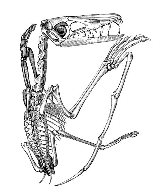 illustrations, cliparts, dessins animés et icônes de ptérodactyle - squelette oiseau