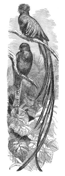 Quesals or Resplendent Trogons Calurus paradiseus resplendens Steel engraving of Trogon ( Calurus resplendens ) quetzal stock illustrations