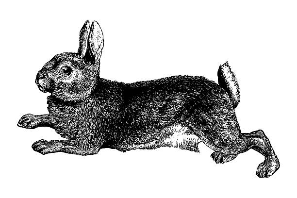 illustrations, cliparts, dessins animés et icônes de lapin - lapin