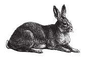istock Rabbit - vintage illustration 1366009805