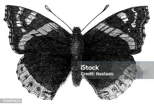 istock Red admiral butterfly (Vanessa atalanta) 1126894633