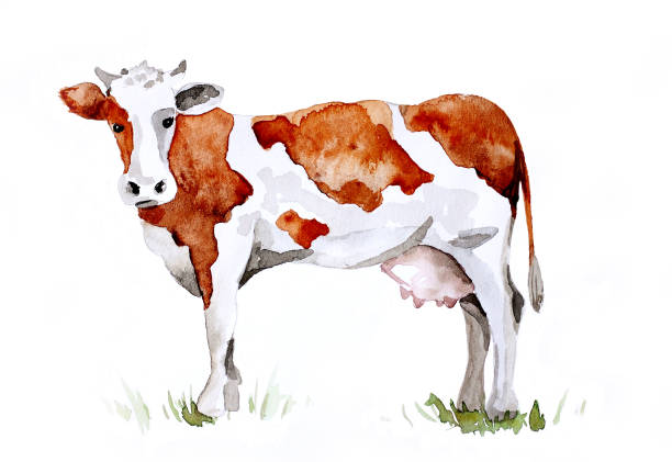 Red cow. Watercolor painting on the theme of dairy products and livestock brown cow stock illustrations