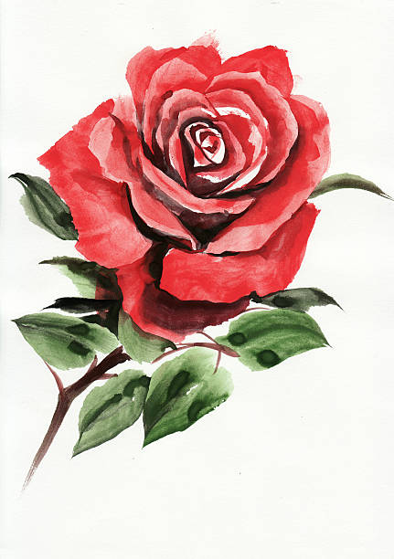 Red rose watercolor painting vector art illustration