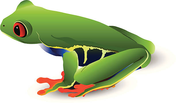 Red-eyed tree frog vector art illustration