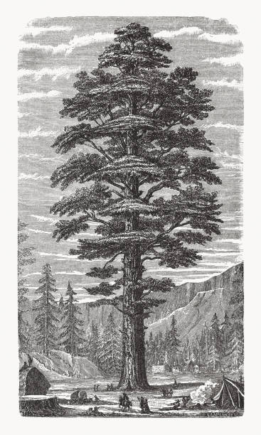Redwood (Sequoiadendron giganteum) in California, USA, wood engraving, published 1893 vector art illustration